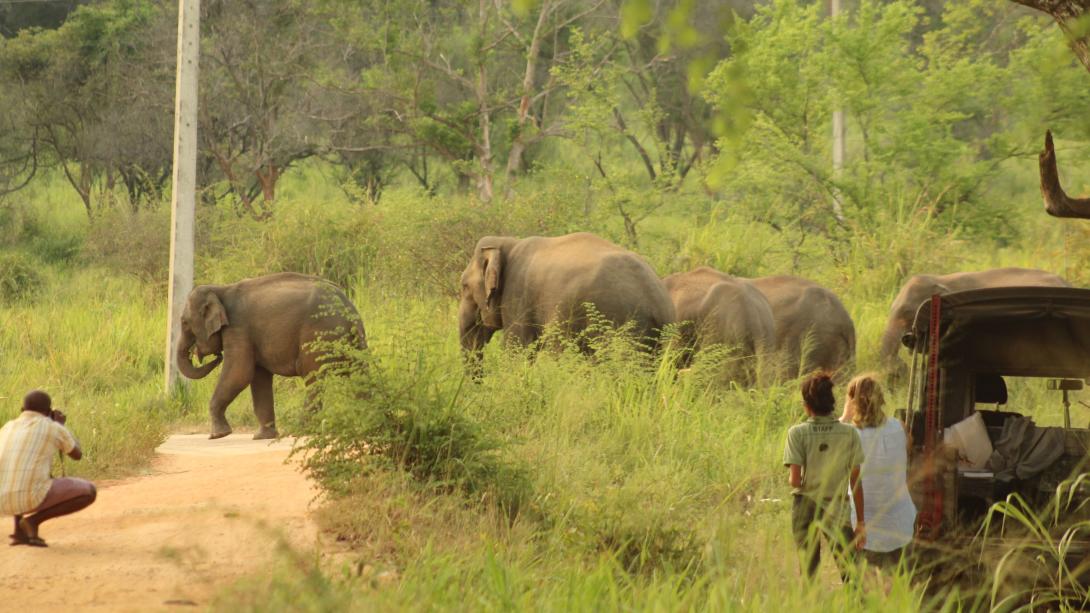 Conservation volunteers and staff monitor elephant populations in Sri Lanka. Volunteers track elephants in the national park in Sri Lanka.